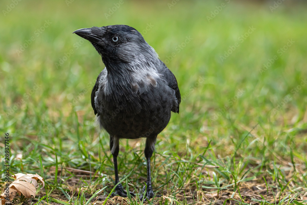 Obraz premium Close-up portrait of jackdaw. Eurasian or Western jackdaw (Coloeus monedula) is corvid bird with beautiful blue eyes.