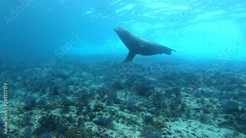 Wallpaper Mural Sea lions in the sea of cortez Torontodigital.ca