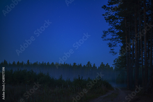 Pine forest at night