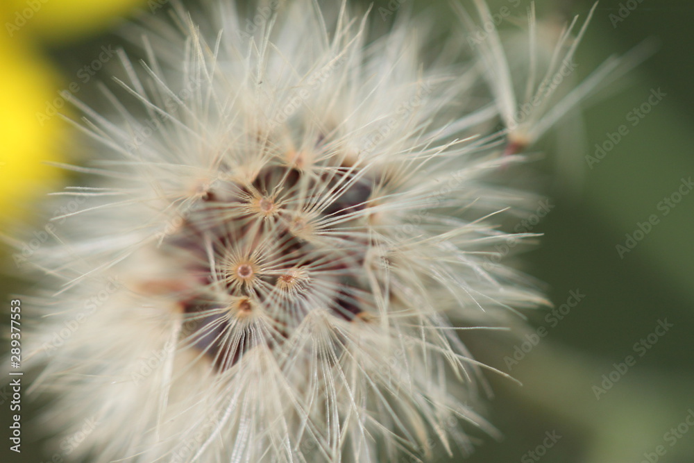 dandelion up close dandelion up close