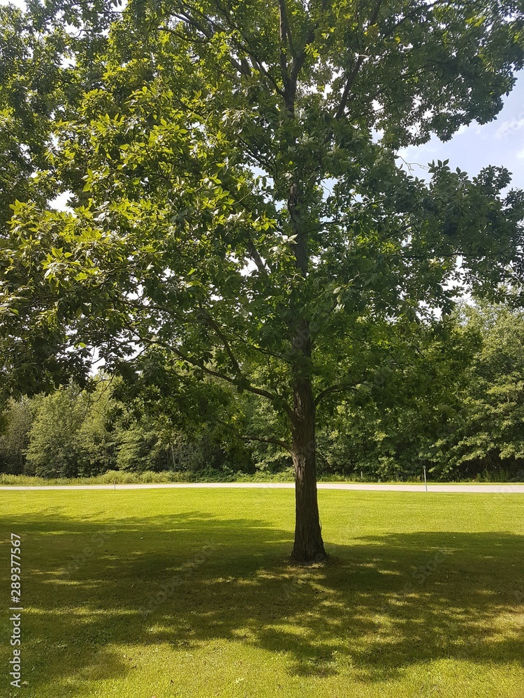 Obraz premium tree in the park