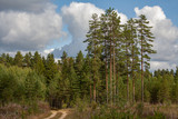 Pine forest and a sandy road