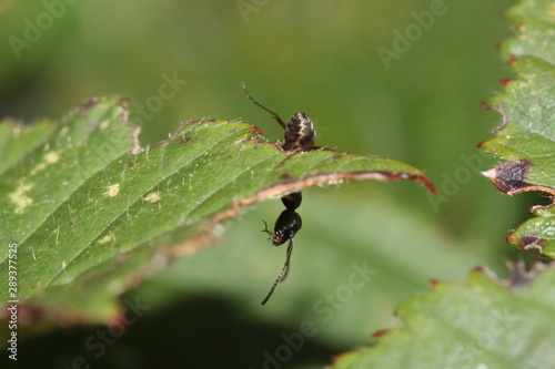 Ant climbing down a leaf