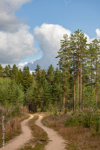 Pine forest and a sandy road