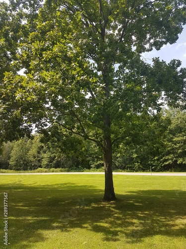 Fototapeta Naklejka Na Ścianę i Meble -  tree in the park