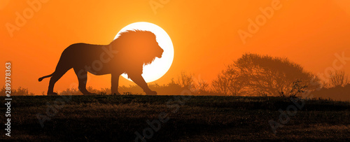 Fotografie, Obraz African landscape at sunset with silhouette of a big adult lion
