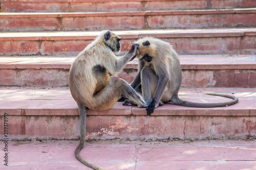Photography Monkeys stripping each other
