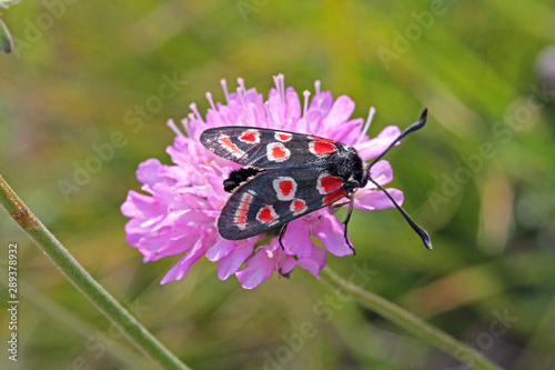 elegante farfalla vellutata (Zygaena carniolica) su fiore di Knautia photo