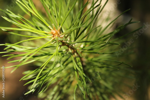 Green pine branch closeup
