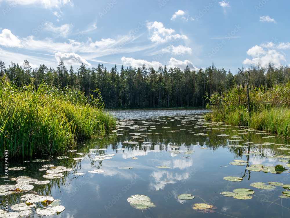 Fototapeta premium Lake shines green under blowing clouds in summer with waterlily leaves in the foreground, Lake Valdis, Turna, Latvia