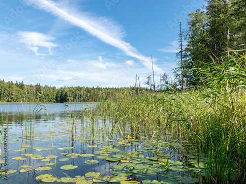 Lake shines green under blowing clouds in summer with waterlily leaves in the foreground, Lake Valdis, Turna, Latvia photo