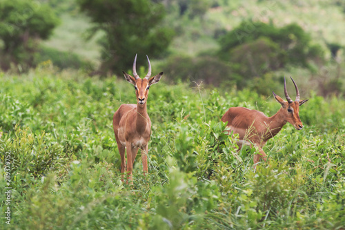 Fototapeta Naklejka Na Ścianę i Meble -  Impala antelope (Aepyceros melampus), Kwazulu natal, South Africa.