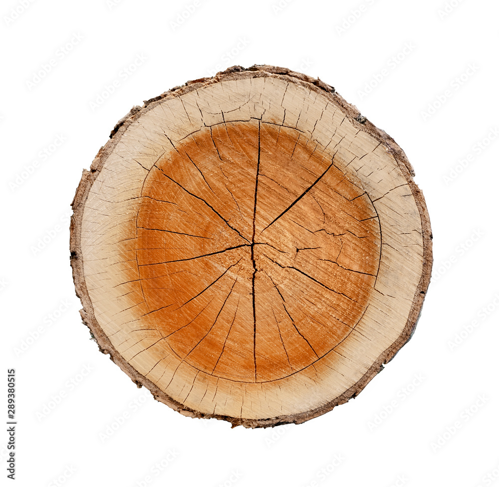 Naklejka premium Big tree trunk slice cut from the woods. Textured surface with rings and cracks. Neutral brown background made of hardwood from the forest.