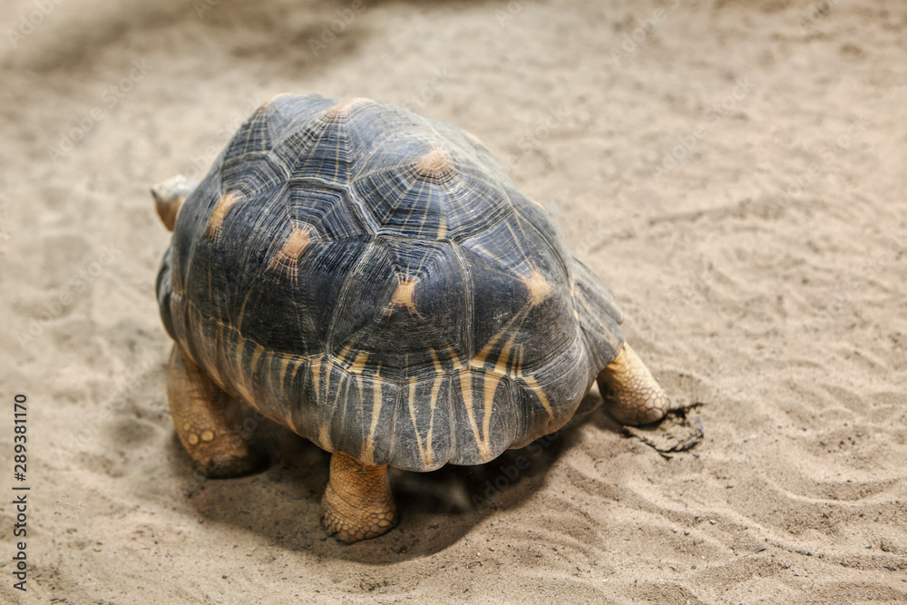 Radiated Tortoise walking on the desert sand