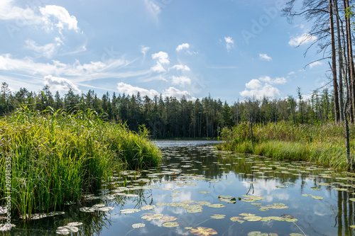 Fototapeta Naklejka Na Ścianę i Meble -  beautiful lake view, beautiful sky, Calm lake reflection against the blue sky with white clouds, Valdis lake, Turna, Latvia