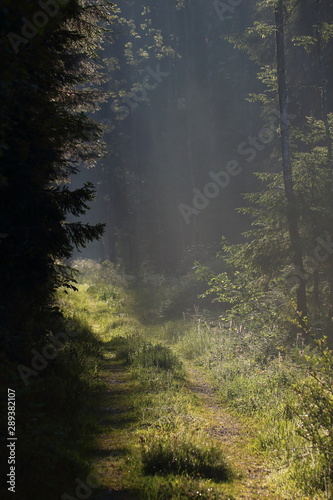 Sonnenaufgang am Waldweg