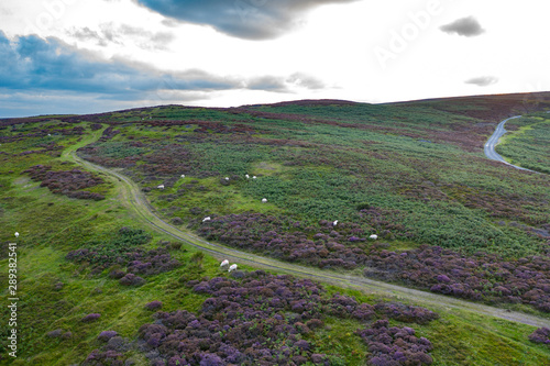 Aerial View over Scenic Upland at Sunset photo