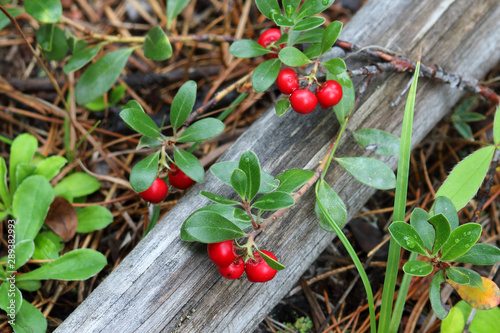 Bright red berries of the Kinnikinnick plant sprawl over a log in the forest photo