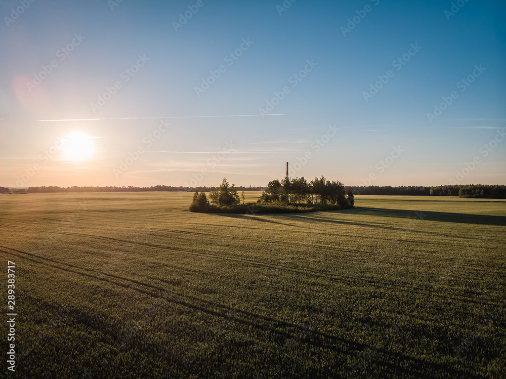 young wheat field with forest patches, evening