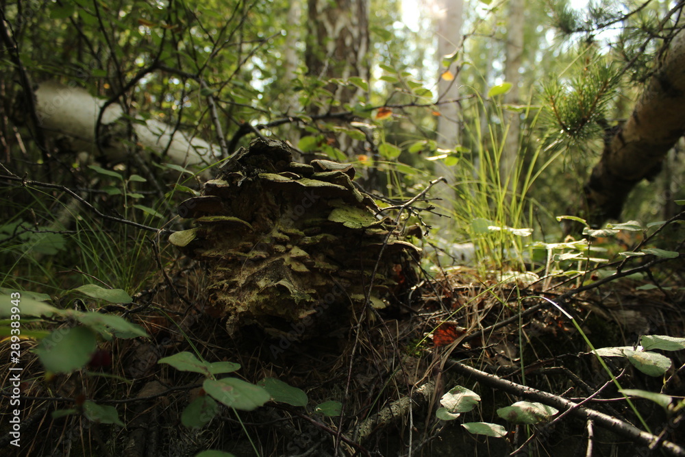 Obraz premium Thickets in the forest close-up in the taiga.