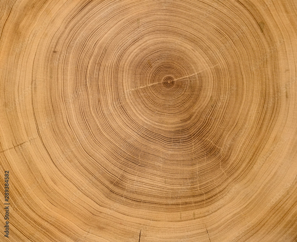 Old wooden oak tree cut surface. Detailed warm dark brown and orange tones of a felled tree trunk or stump. Rough organic texture of tree rings with close up of end grain. Old wooden oak tree cut surface. Detailed warm dark brown and orange tones of a felled tree trunk or stump. Rough organic texture of tree rings with close up of end grain.