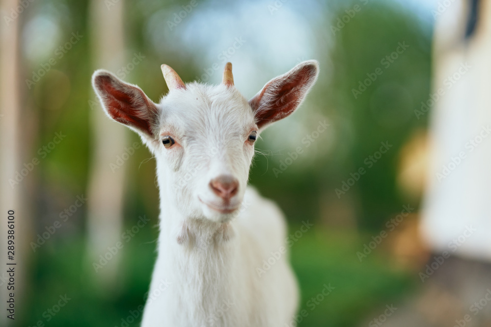goat on the meadow goat on the meadow