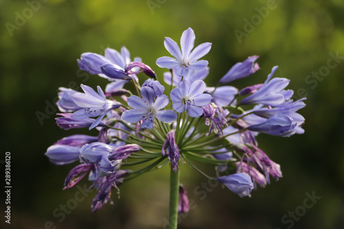 beautiful flower in the garden