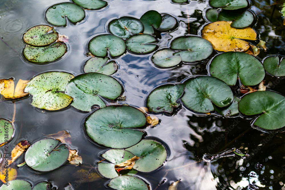 lilypads float in a cluster on the surface of a pond lilypads float in a cluster on the surface of a pond