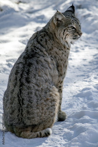 Bobcat. Sitting in snow with back to camera but face looking to the right.