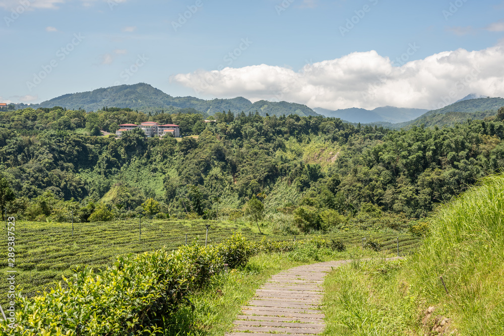 rural scenery of tea farm at Yuchi