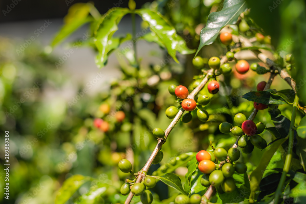 coffee tree bean in green and red color coffee tree bean in green and red color