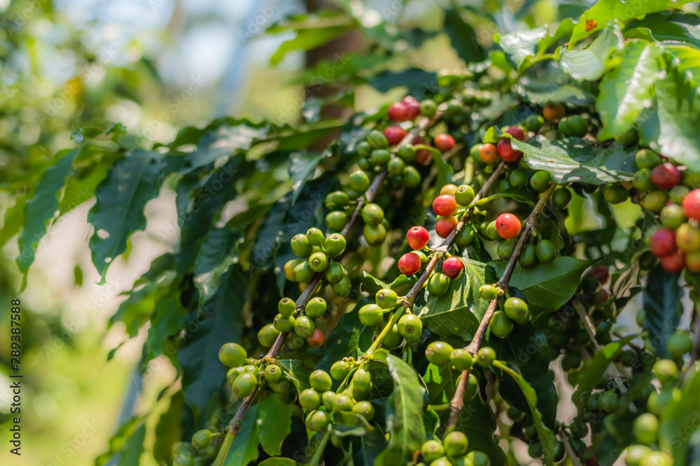 coffee tree bean in green and red color