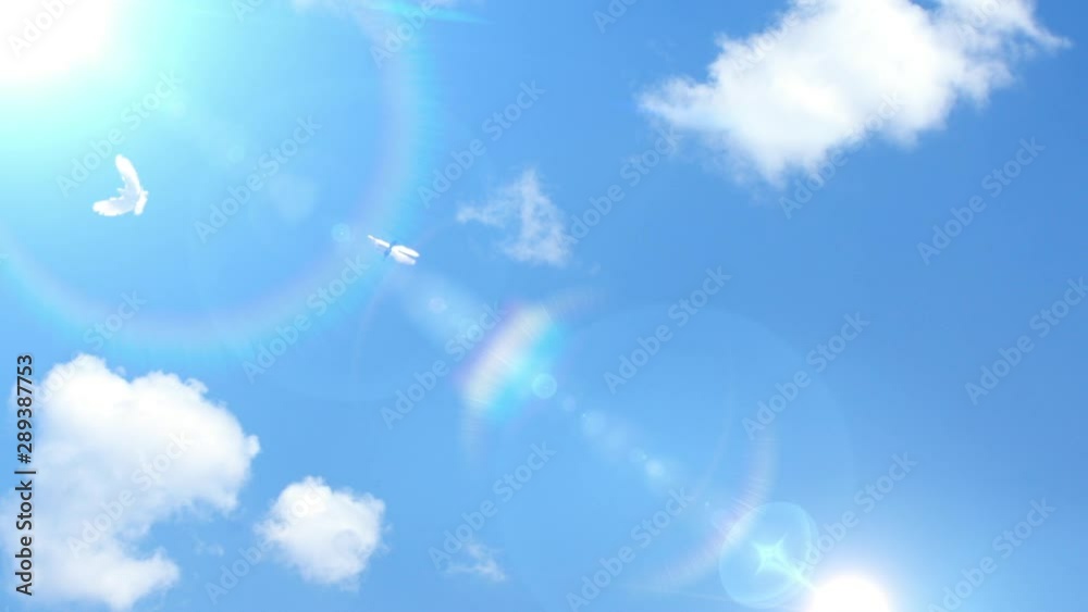 Colombe dans le ciel