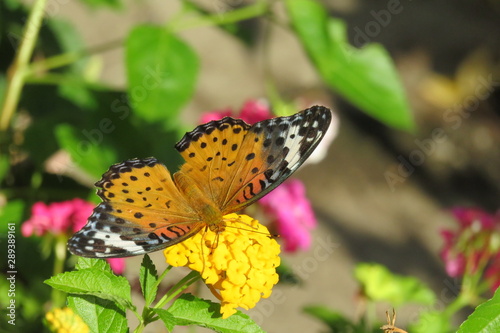 オレンジ色の蝶々　ツマグロヒョウモン