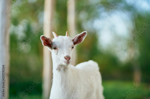 goat on the meadow