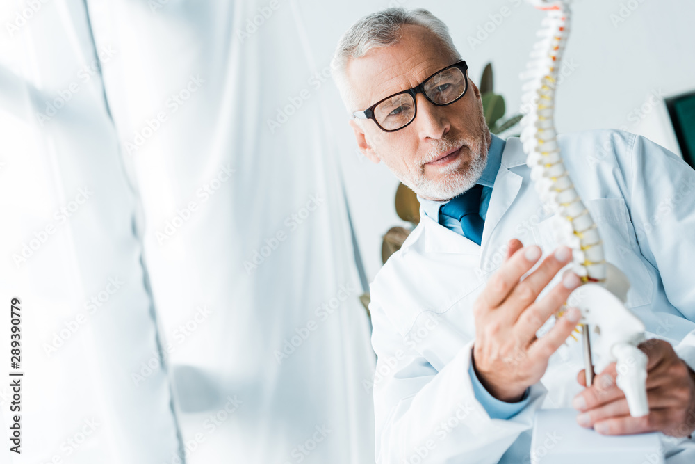 selective focus of doctor in white coat and glasses holding spine model in clinic selective focus of doctor in white coat and glasses holding spine model in clinic