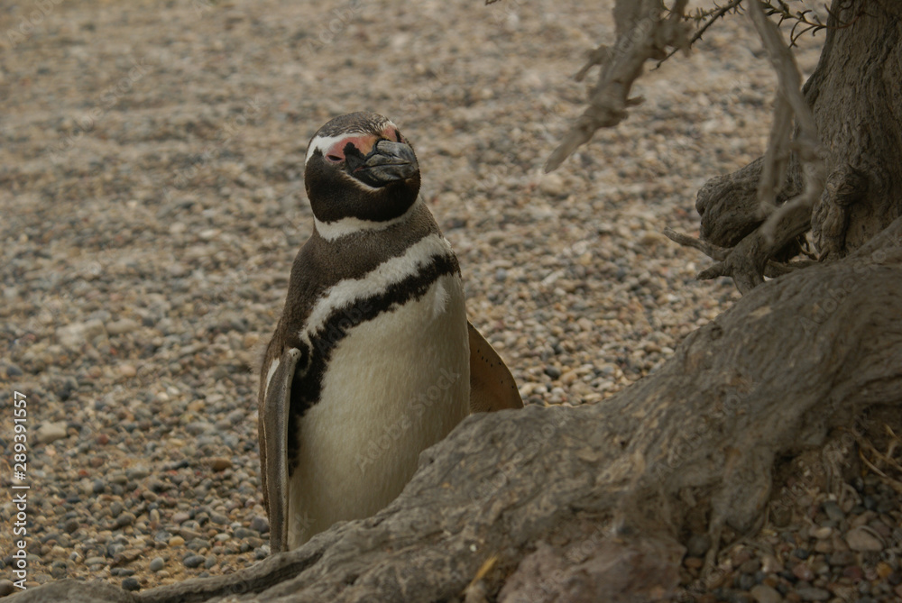 Fototapeta premium Magellanic penguins