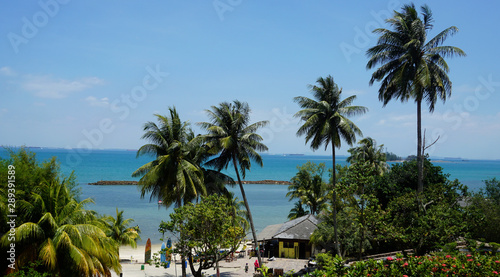 A View of Coconut Trees from a Distance in Resort © Nariska