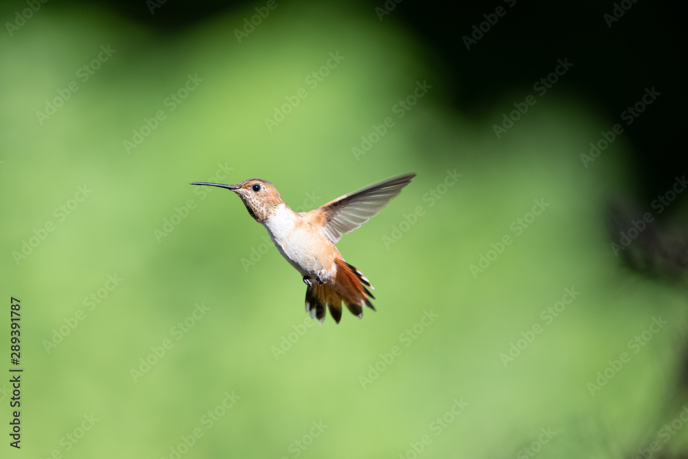 Fototapeta premium Hummingbird in flight