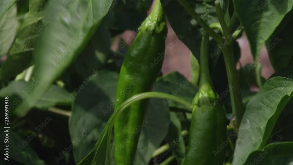 Orginic Hatch Green Chilis Growing on a Sustainable Agricultural Produce Farm Orginic Hatch Green Chilis Growing on a Sustainable Agricultural Produce Farm
