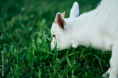 goat on green grass