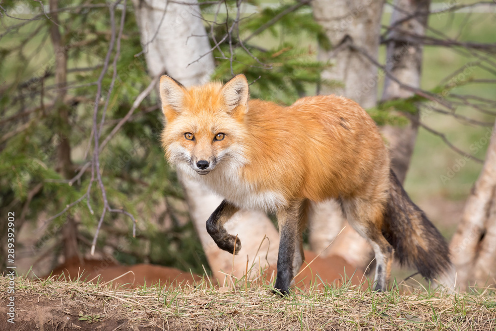 Red Fox