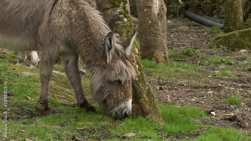 Handheld, medium close up shot of two donkeys eating grass. Handheld, medium close up shot of two donkeys eating grass.