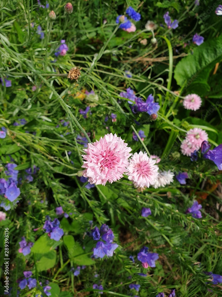 flowers in garden flowers in garden