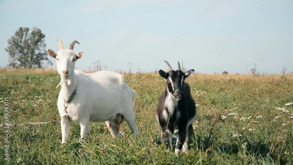 Black domestic goat eats green grass on the meadow, russian or bellarussian farm Black domestic goat eats green grass on the meadow, russian or bellarussian farm