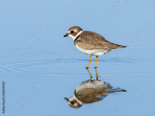 Semipalmated Plover with Reflection in Blue Water