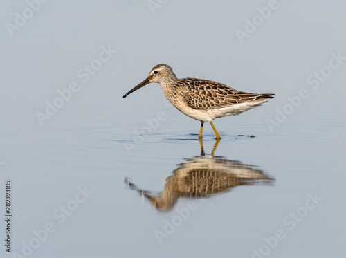 Stilt Sandpiper with Reflection Foraging on the Pond