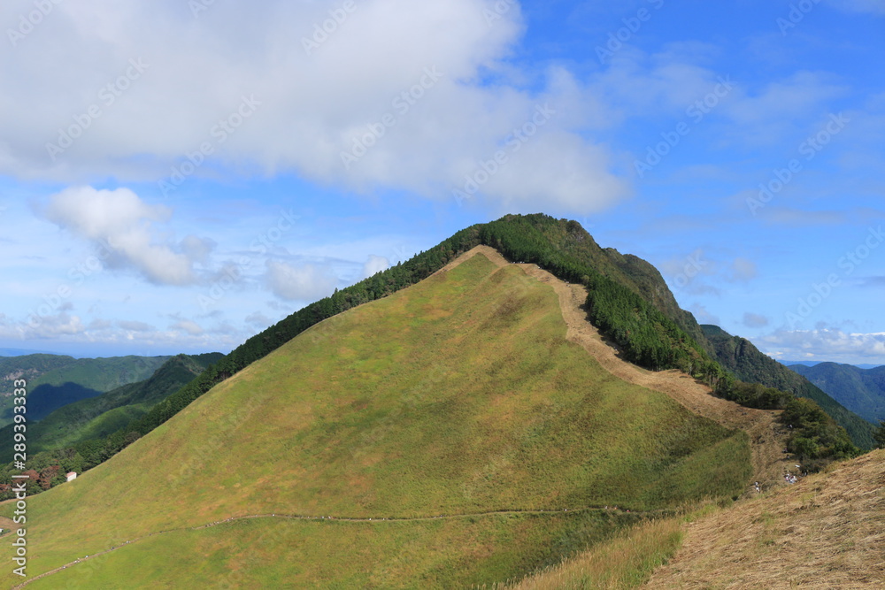 Fototapeta premium ススキ