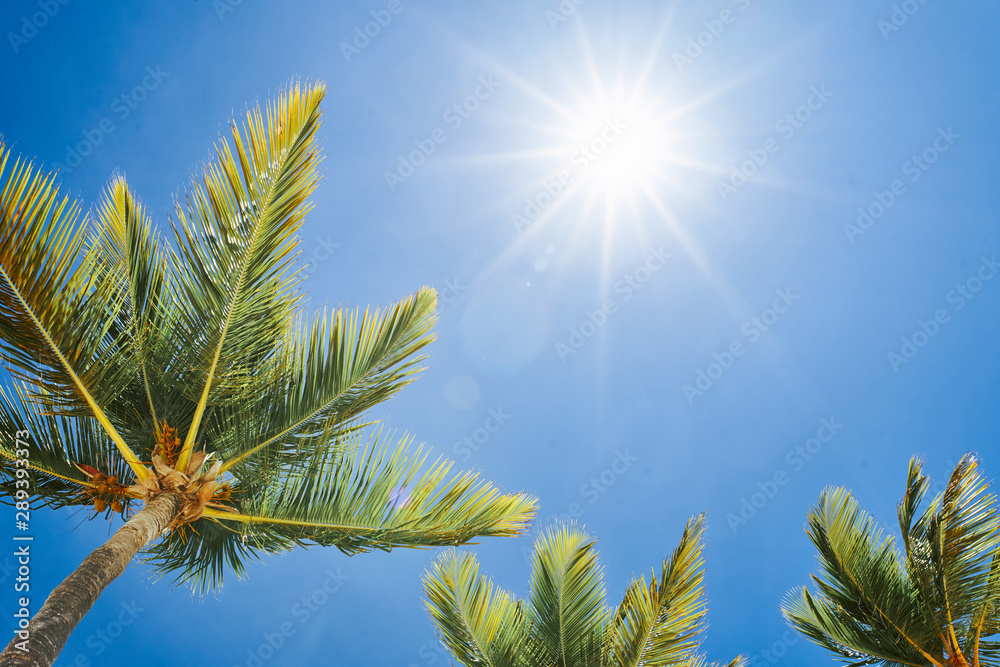 palm tree against blue sky with clouds palm tree against blue sky with clouds