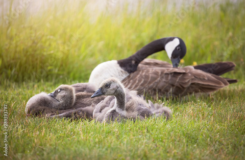 Canada goose Family